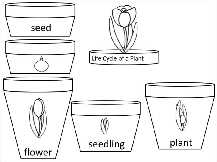 ͡¹͹ ҾǧêԵͧתѾѧ life cycle of a plant