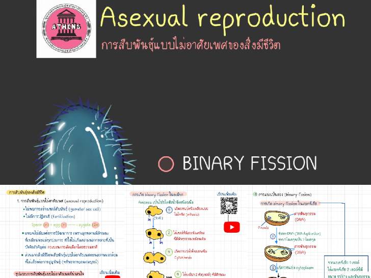 ͡¹͹ 㺤 Asexual reproduction ׺ѹẺȢͧժԵ