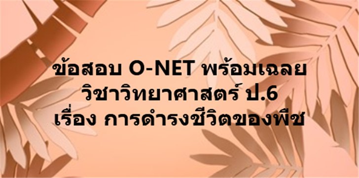 ͡¹͹ ͺ O-NET  ԪԷʵ .6 ͧ ôçԵͧת